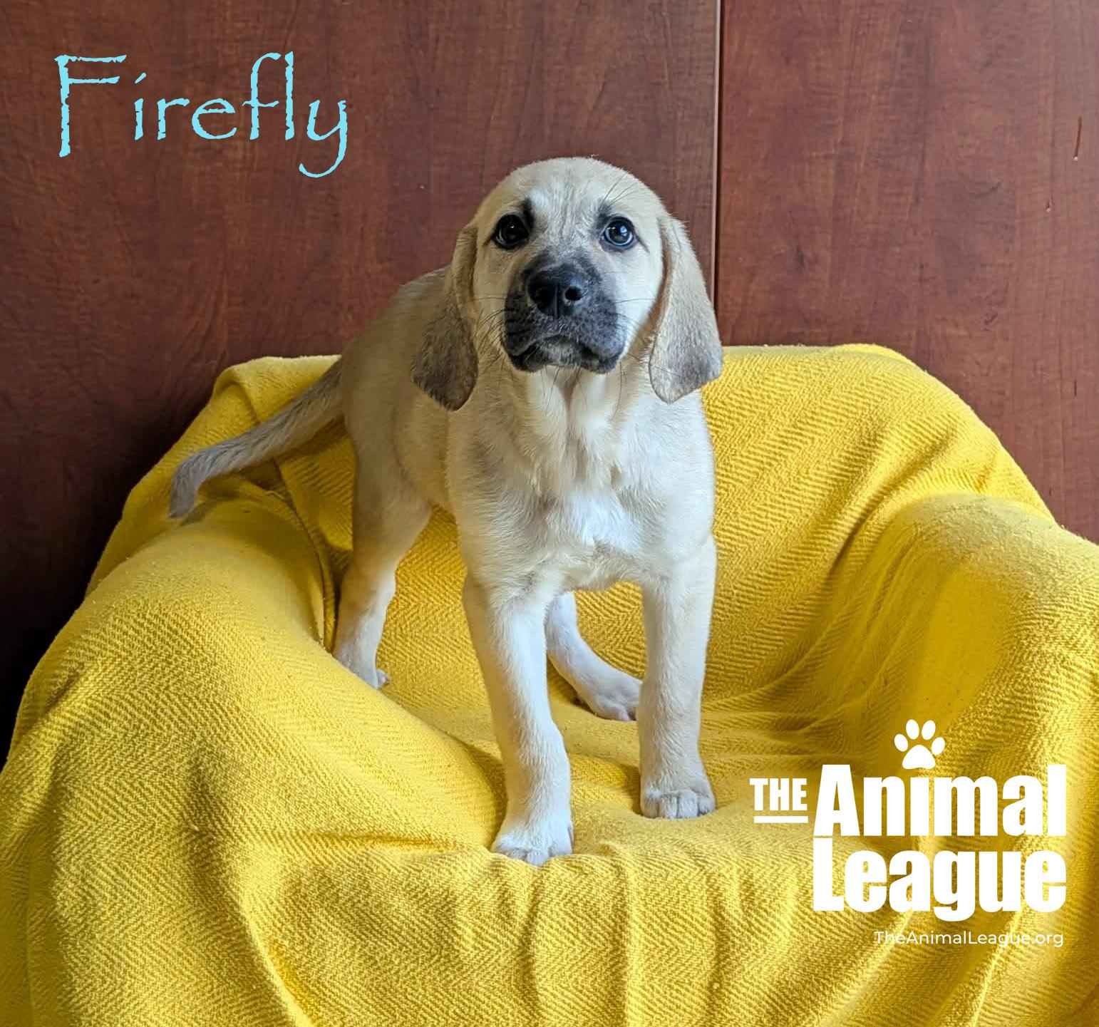 Enlarge Firefly, a ADOPTABLE Labrador Retriever in Groveland, FL image 3/4