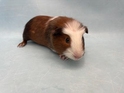 Oliver, Adoptable, Adult Male Guinea Pig.