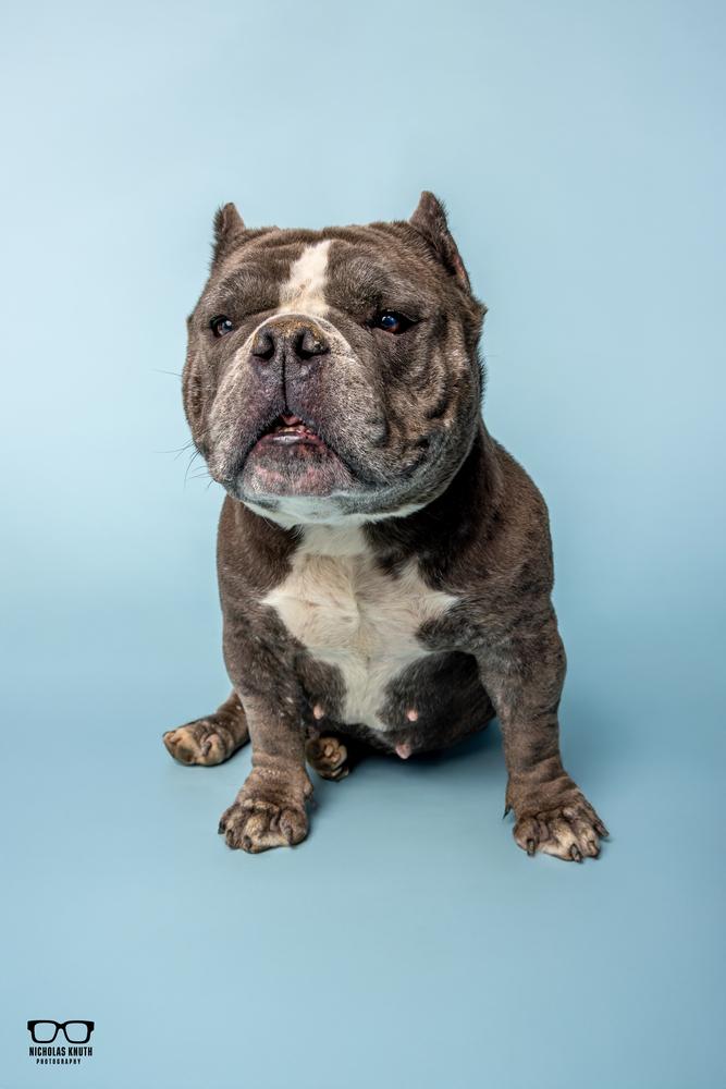 Miss Priss, Adoptable, Adult Female English Bulldog.