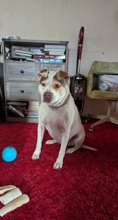 Lucy, an adoptable Pit Bull Terrier in Lead, SD, 57754 | Photo Image 6
