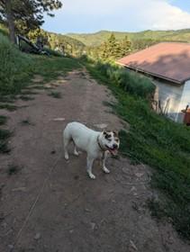 Lucy, an adoptable Pit Bull Terrier in Lead, SD, 57754 | Photo Image 3