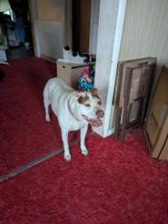 Lucy, an adoptable Pit Bull Terrier in Lead, SD, 57754 | Photo Image 2