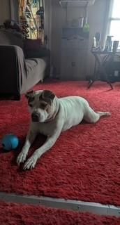 Lucy, an adoptable Pit Bull Terrier in Lead, SD, 57754 | Photo Image 4