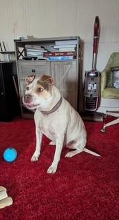 Lucy, an adoptable Pit Bull Terrier in Lead, SD, 57754 | Photo Image 5