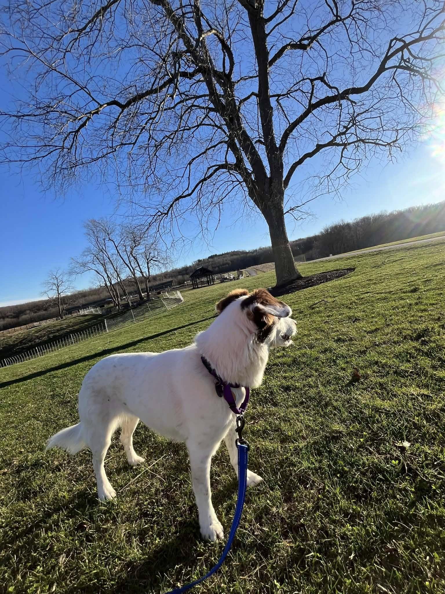 Enlarge Nora, a ADOPTABLE mixed breed in Chestertown, MD image 3/6