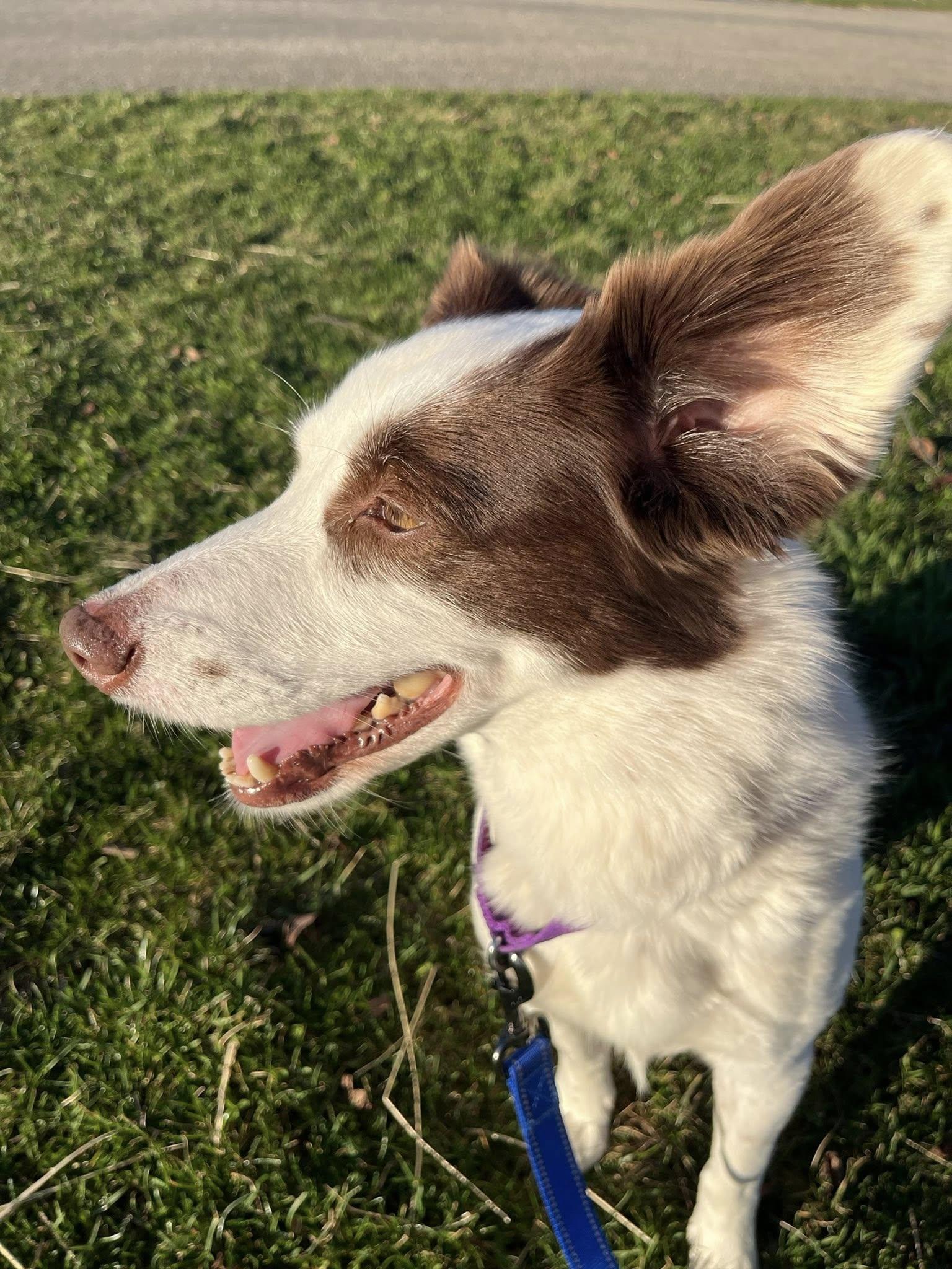 Enlarge Nora, a ADOPTABLE mixed breed in Chestertown, MD image 5/6
