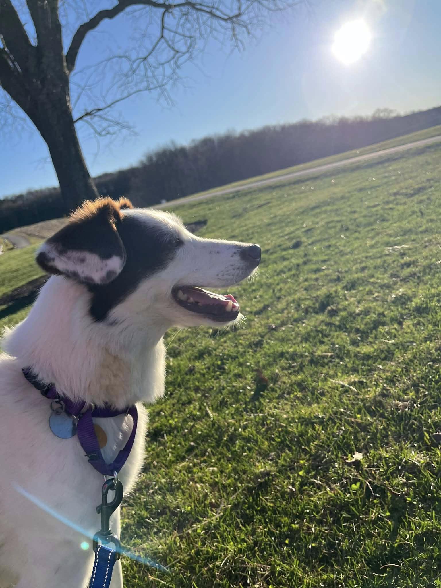 Enlarge Nora, a ADOPTABLE mixed breed in Chestertown, MD image 4/6