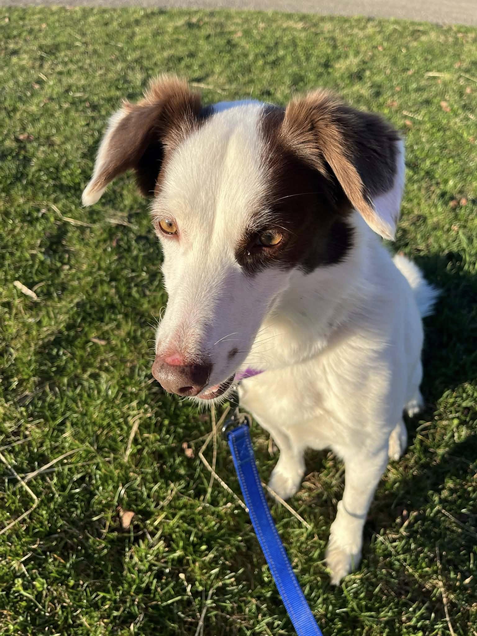 Enlarge Nora, a ADOPTABLE mixed breed in Chestertown, MD image 2/6