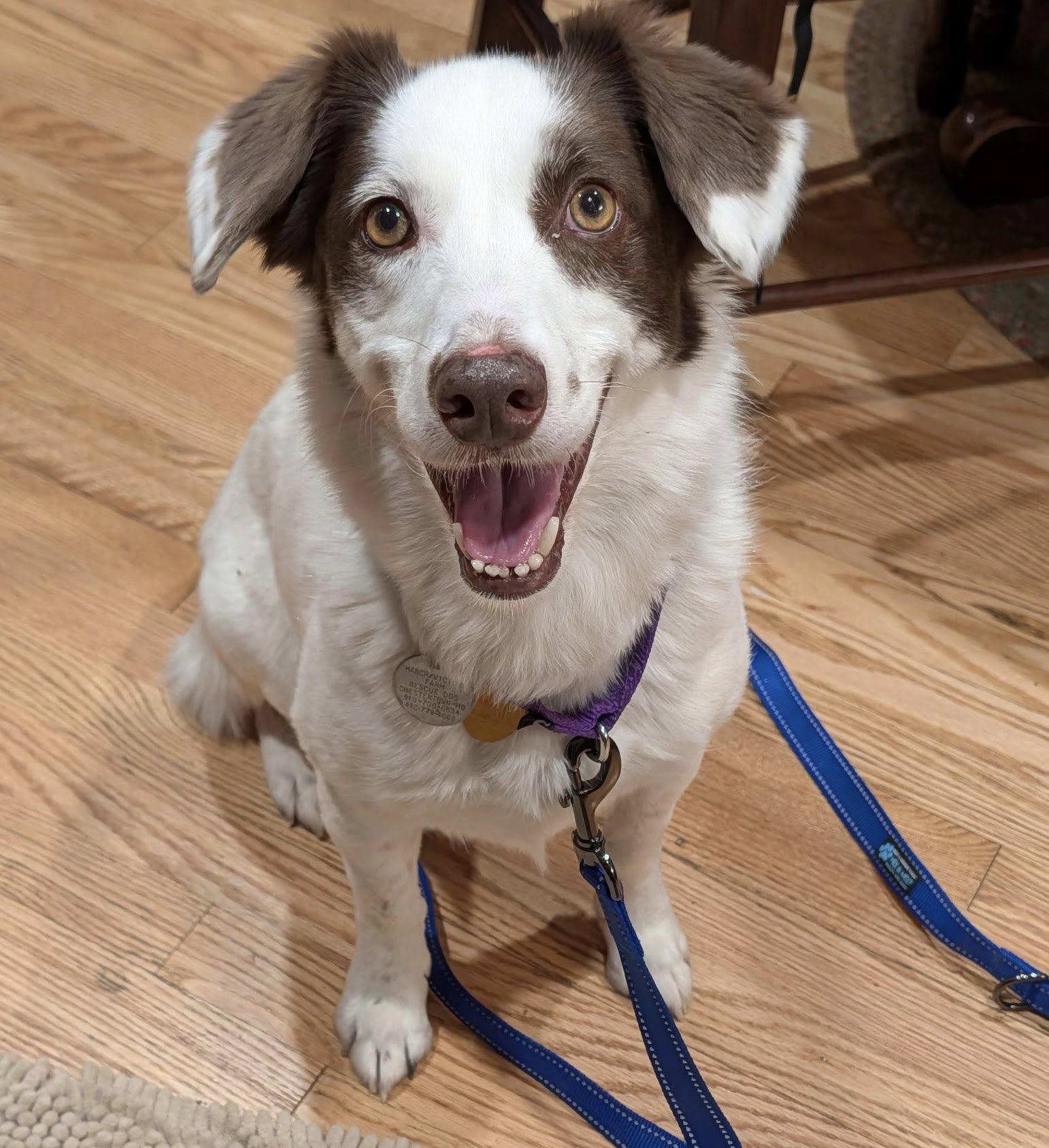 Enlarge Nora, a ADOPTABLE mixed breed in Chestertown, MD image 1/6