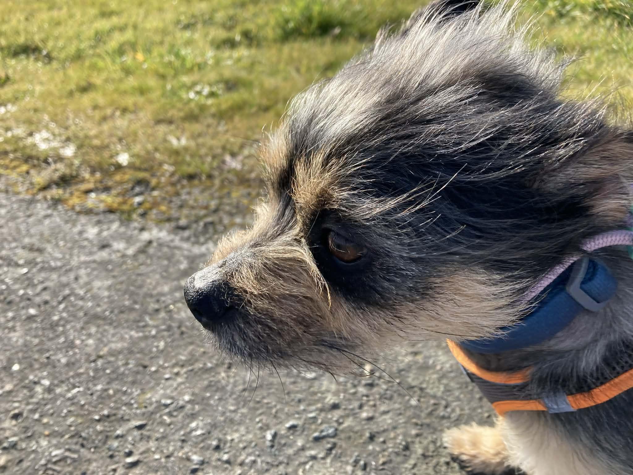 Eggroll , an adopted mixed breed in Vancouver , WA image 5/6