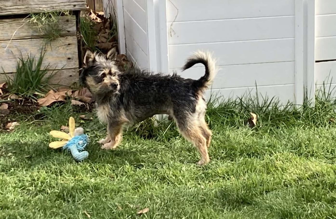 Eggroll , an adopted mixed breed in Vancouver , WA image 2/6