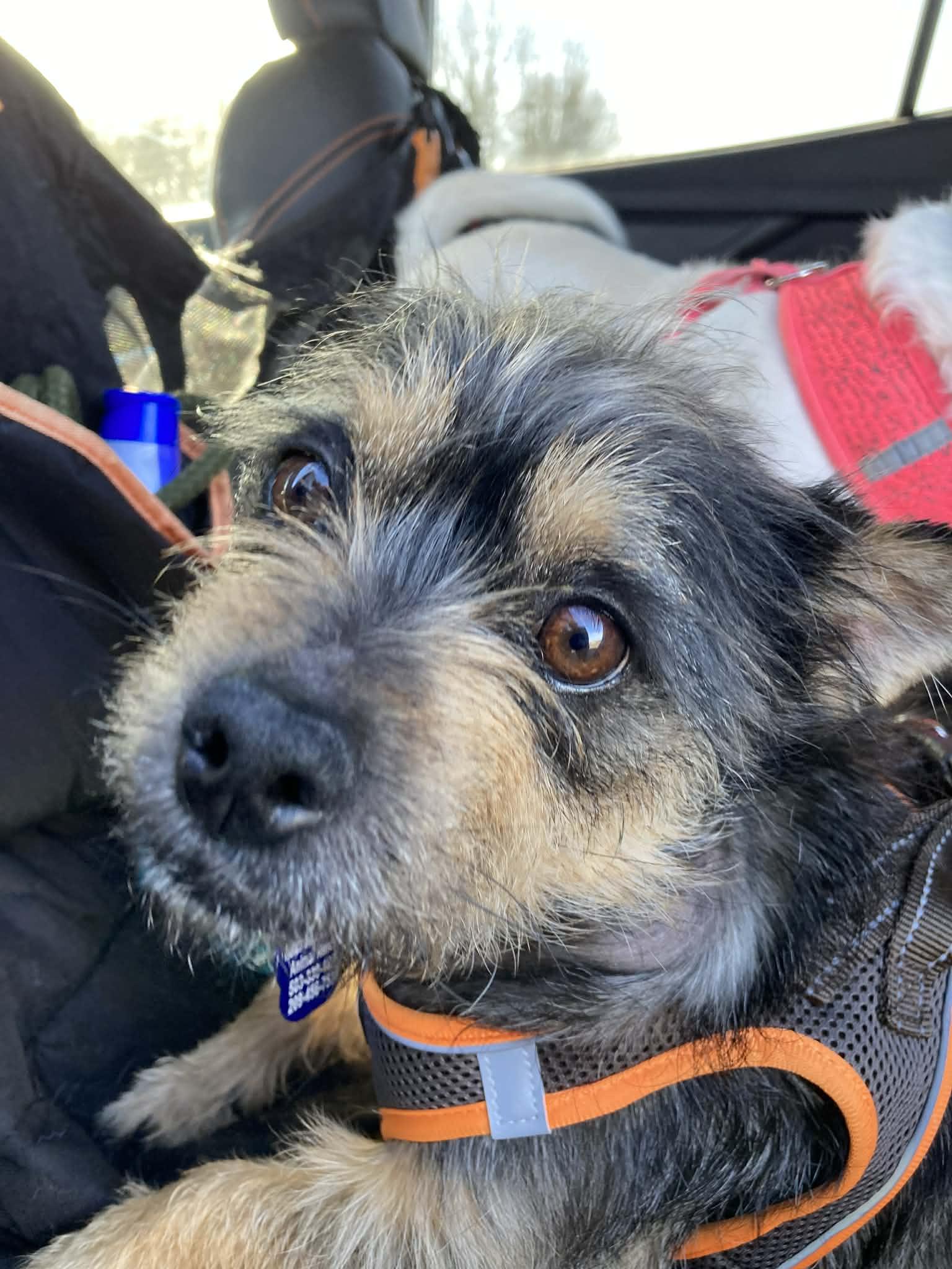 Eggroll , adopted, Young Male Border Terrier.