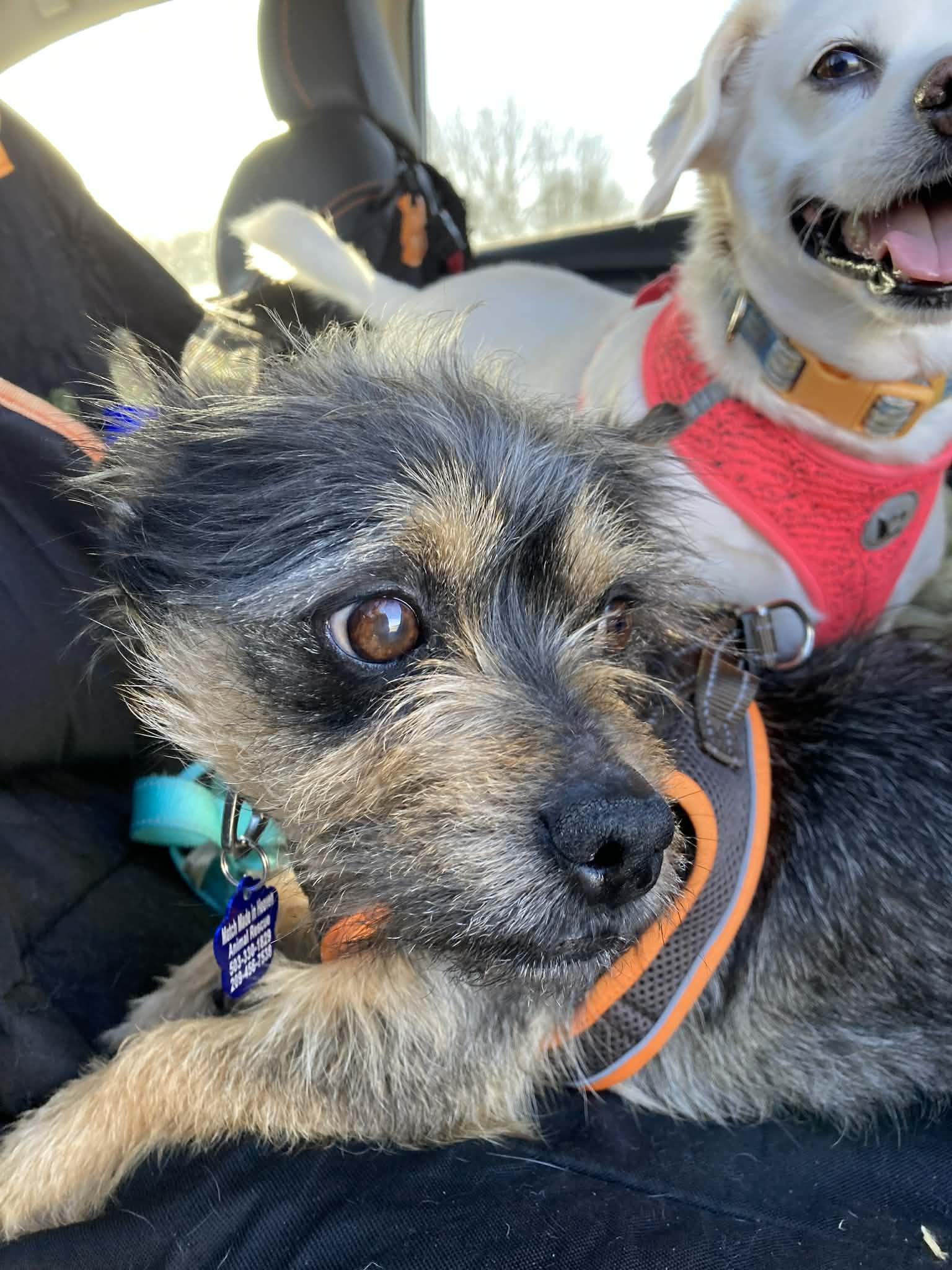 Eggroll , an adopted mixed breed in Vancouver , WA image 4/6