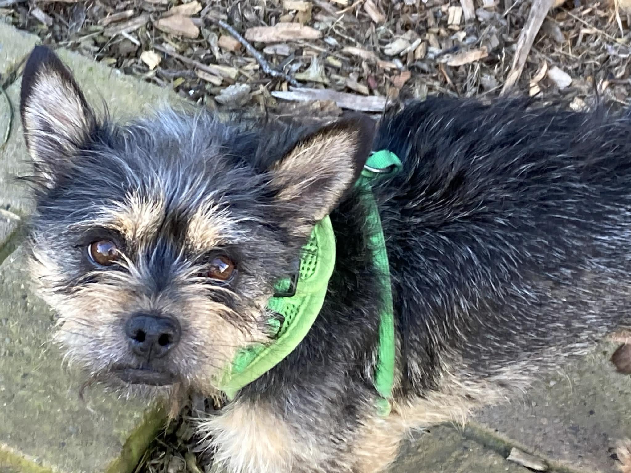 Eggroll , an adopted mixed breed in Vancouver , WA image 6/6