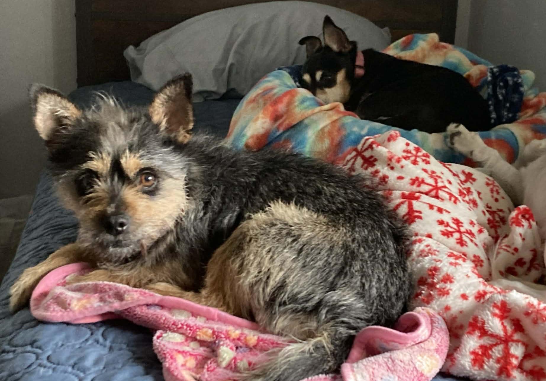 Eggroll , an adopted mixed breed in Vancouver , WA image 3/6