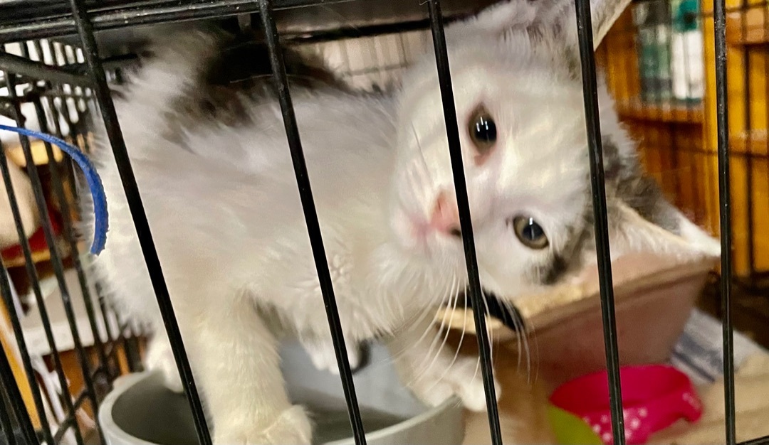 Delice, a Adoptable mixed breed in New Orleans, LA image 1/13