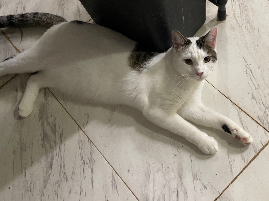 Delice, a Adoptable mixed breed in New Orleans, LA image 2/13