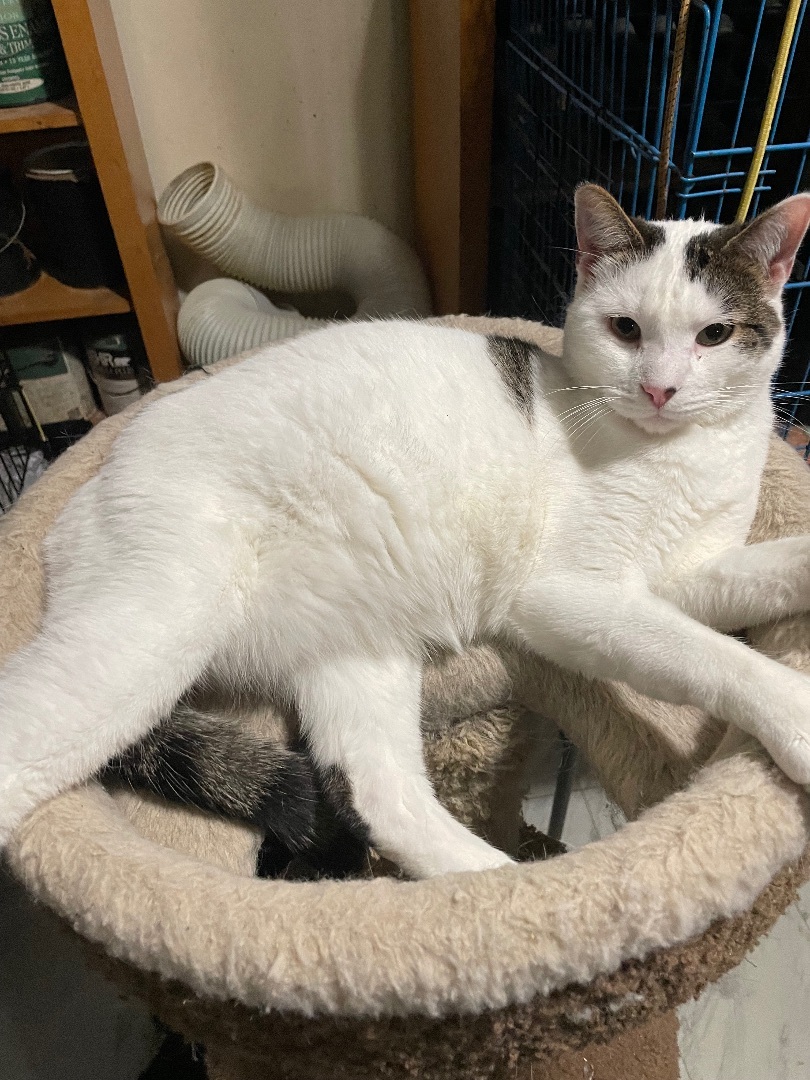 Delice, a Adoptable mixed breed in New Orleans, LA image 3/13