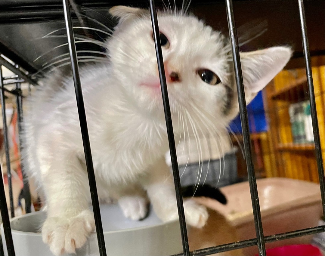 Delice, a Adoptable mixed breed in New Orleans, LA image 4/13