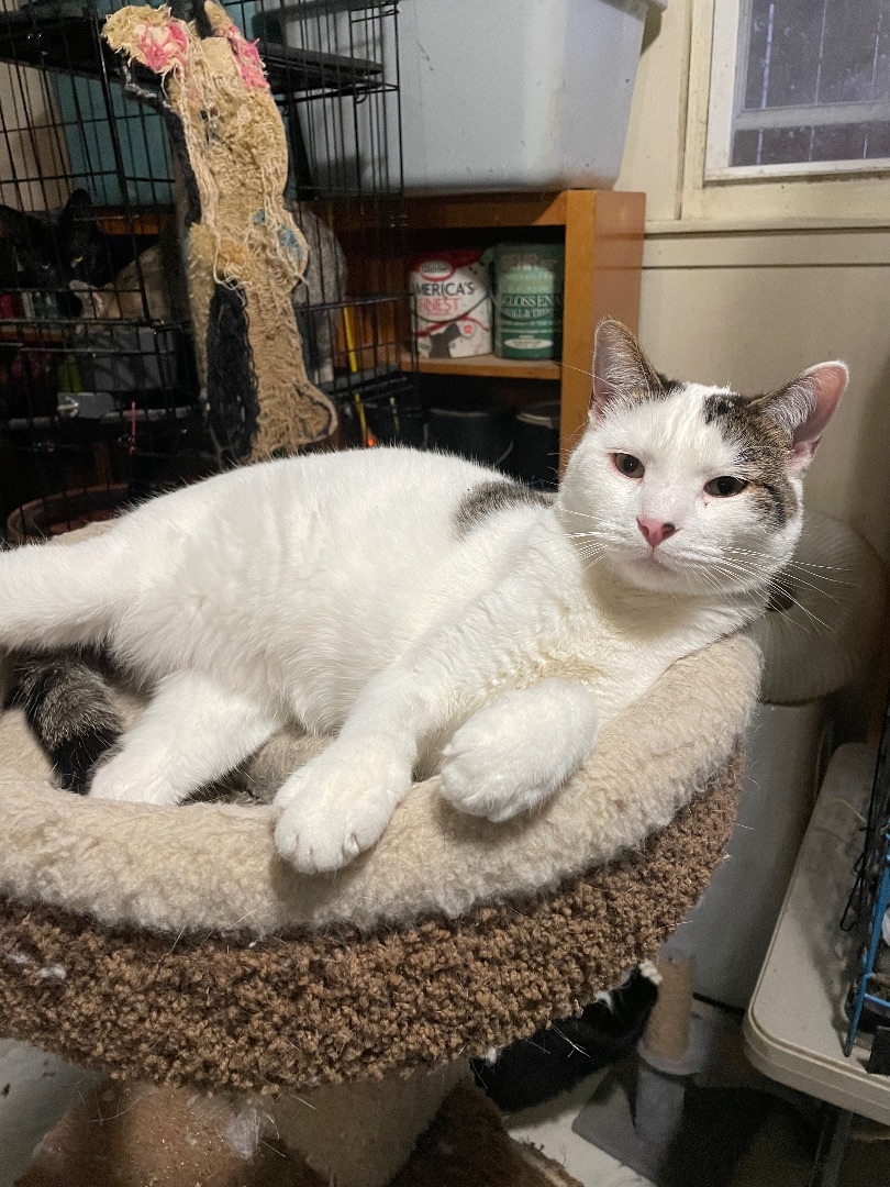 Delice, a Adoptable mixed breed in New Orleans, LA image 5/13