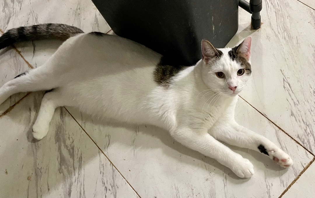 Delice, a Adoptable mixed breed in New Orleans, LA image 6/13