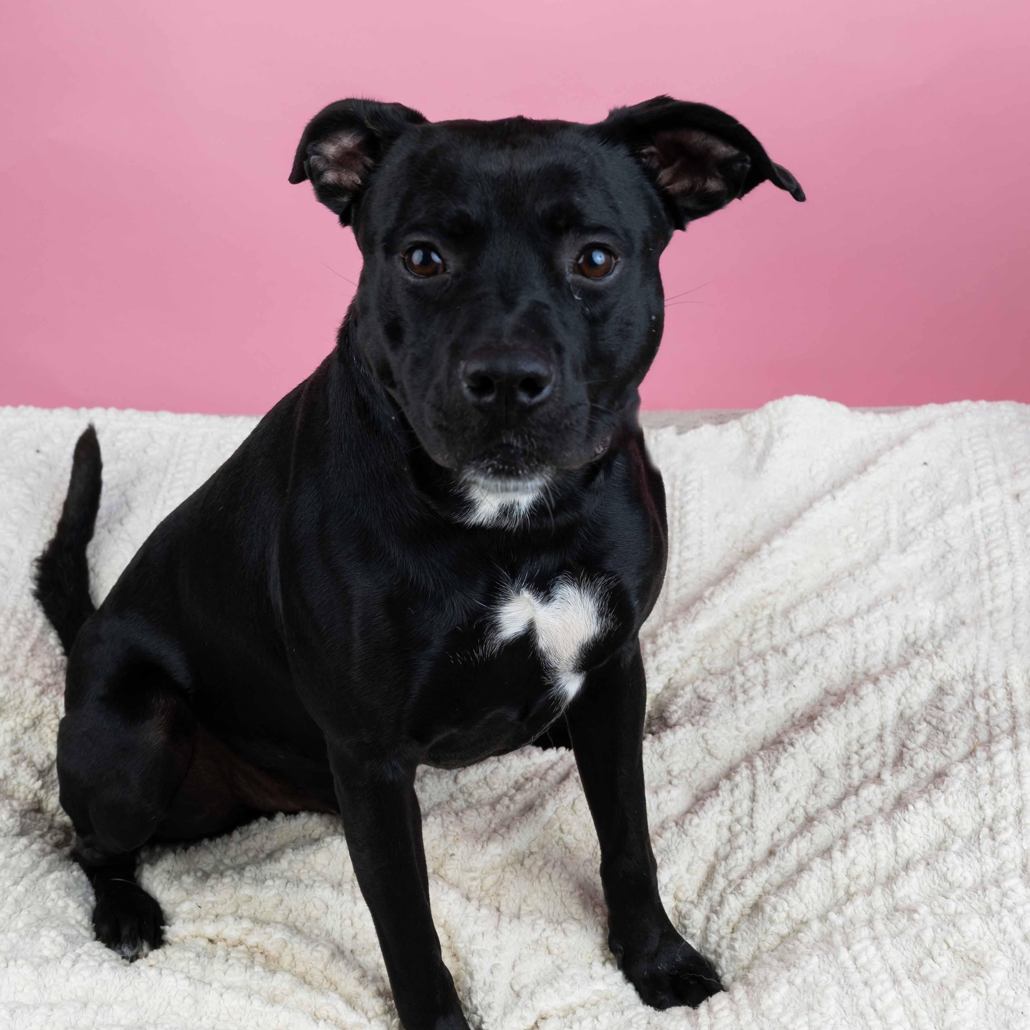 Enlarge Cash, a Adoptable mixed breed in Cumberland, RI image 6/6