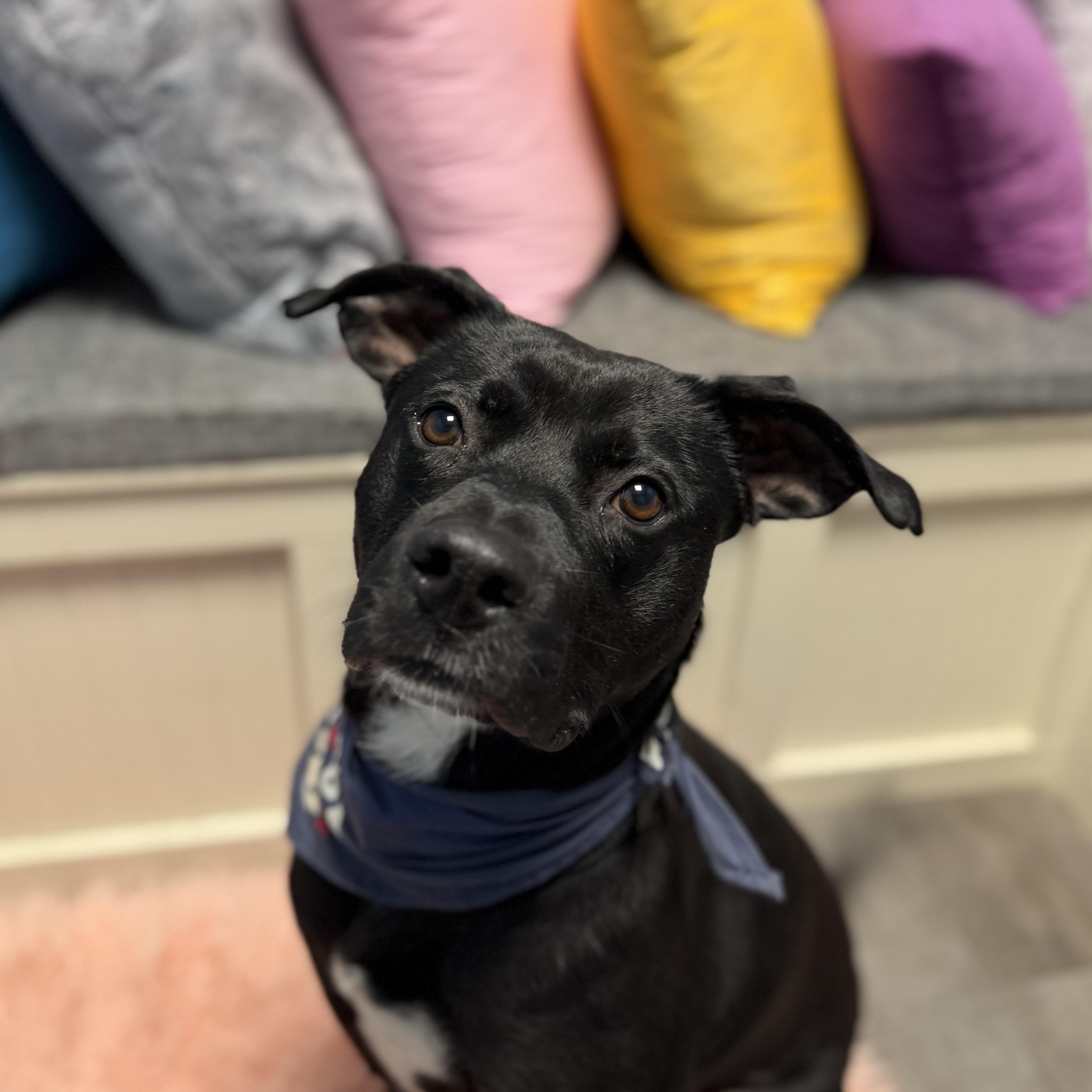 Enlarge Cash, a Adoptable mixed breed in Cumberland, RI image 4/6