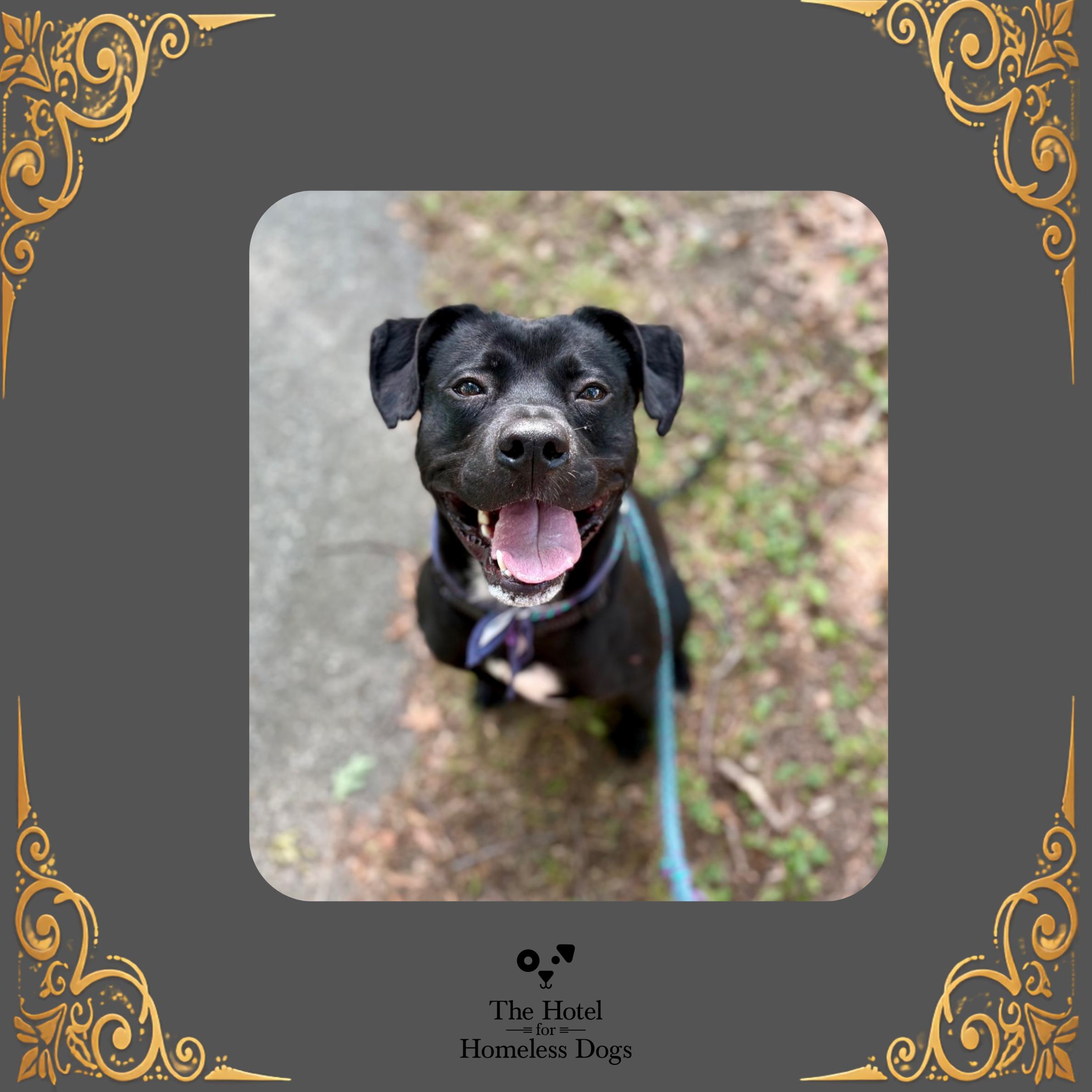 Enlarge Cash, a Adoptable mixed breed in Cumberland, RI image 1/6