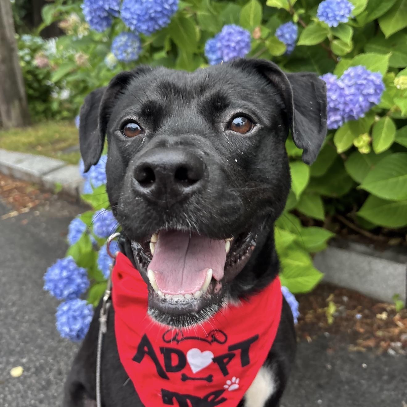 Enlarge Cash, a Adoptable mixed breed in Cumberland, RI image 5/6