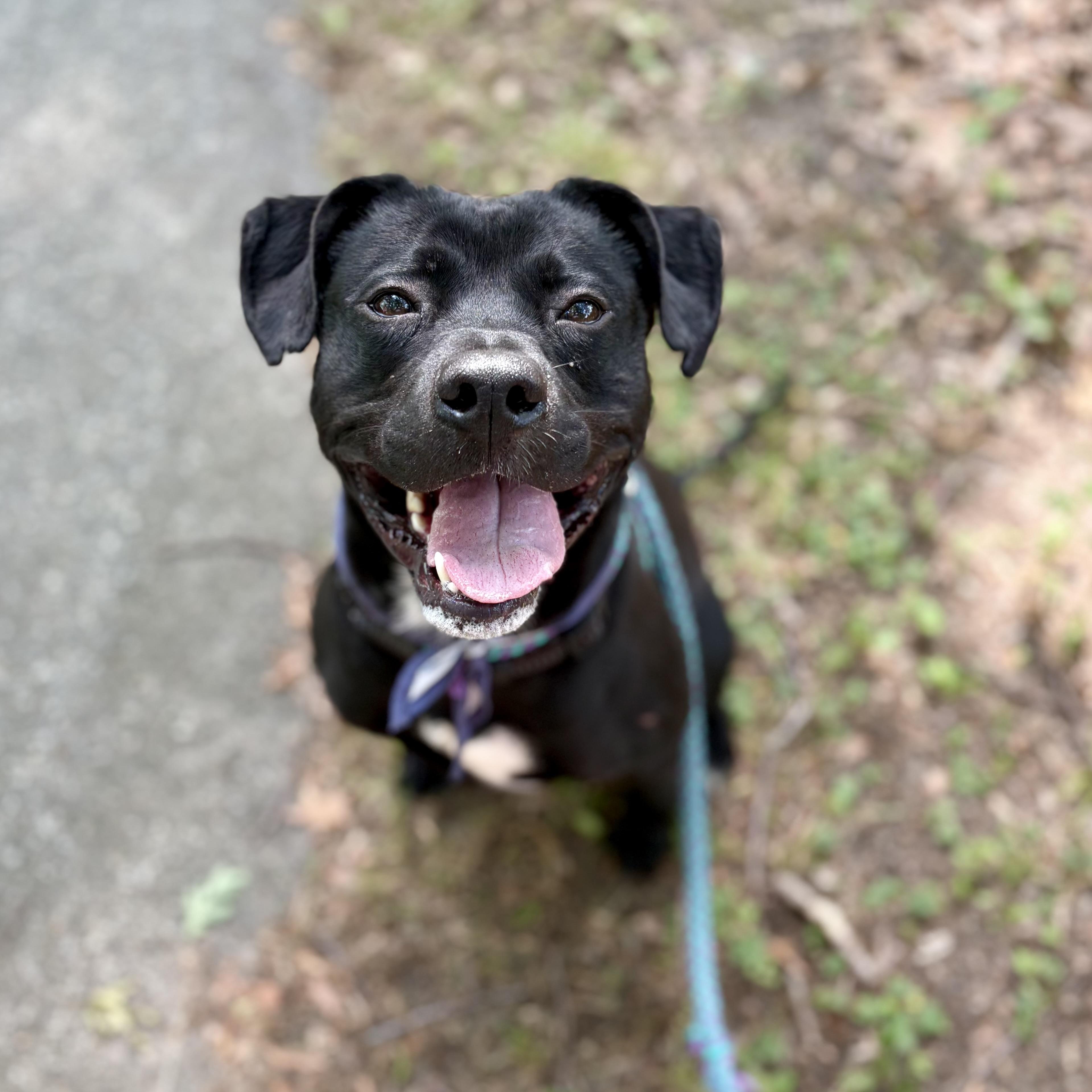 Enlarge Cash, a Adoptable mixed breed in Cumberland, RI image 3/6