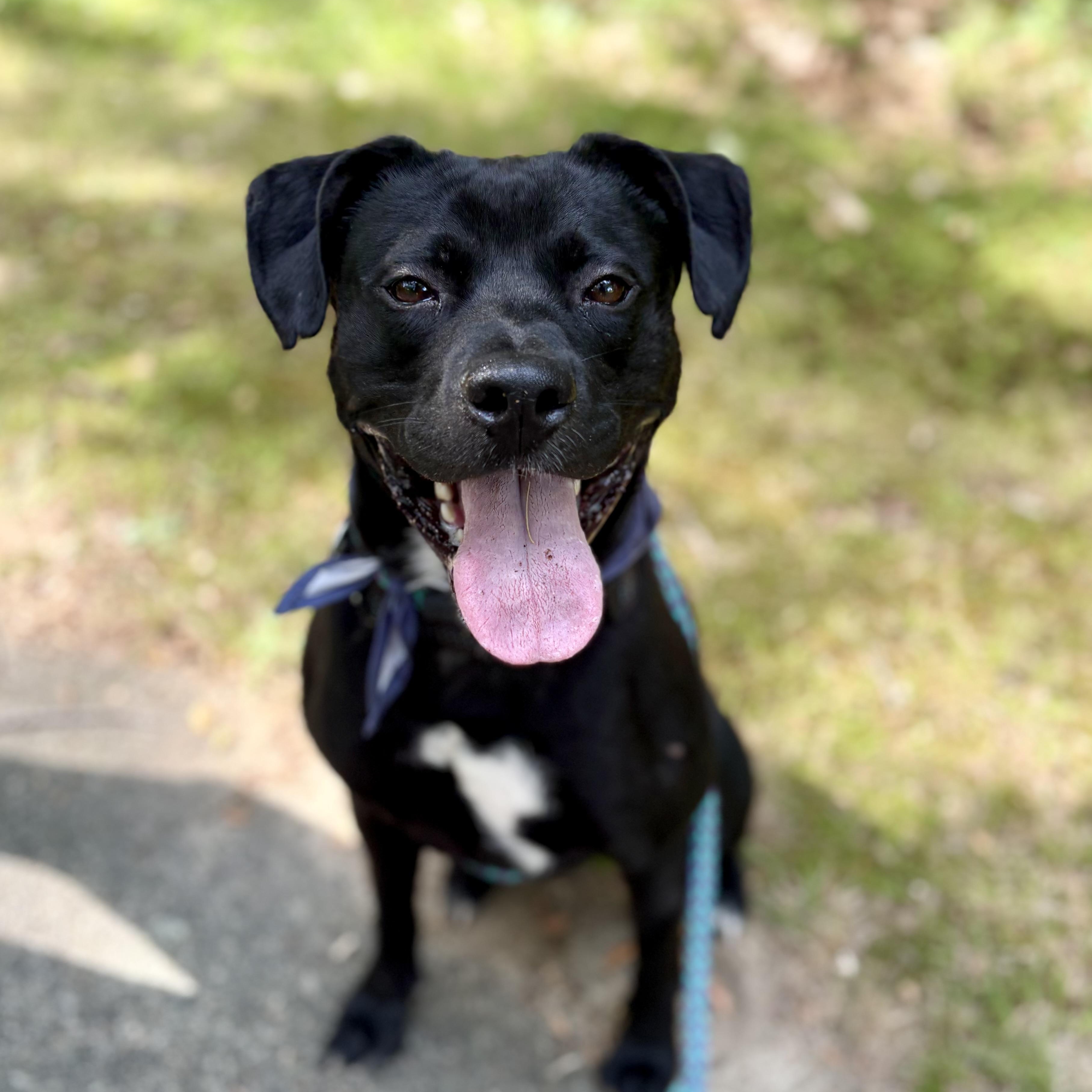 Enlarge Cash, a Adoptable mixed breed in Cumberland, RI image 2/6