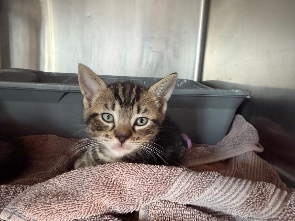 Macaroni, Adoptable, Kitten Male Domestic Short Hair.