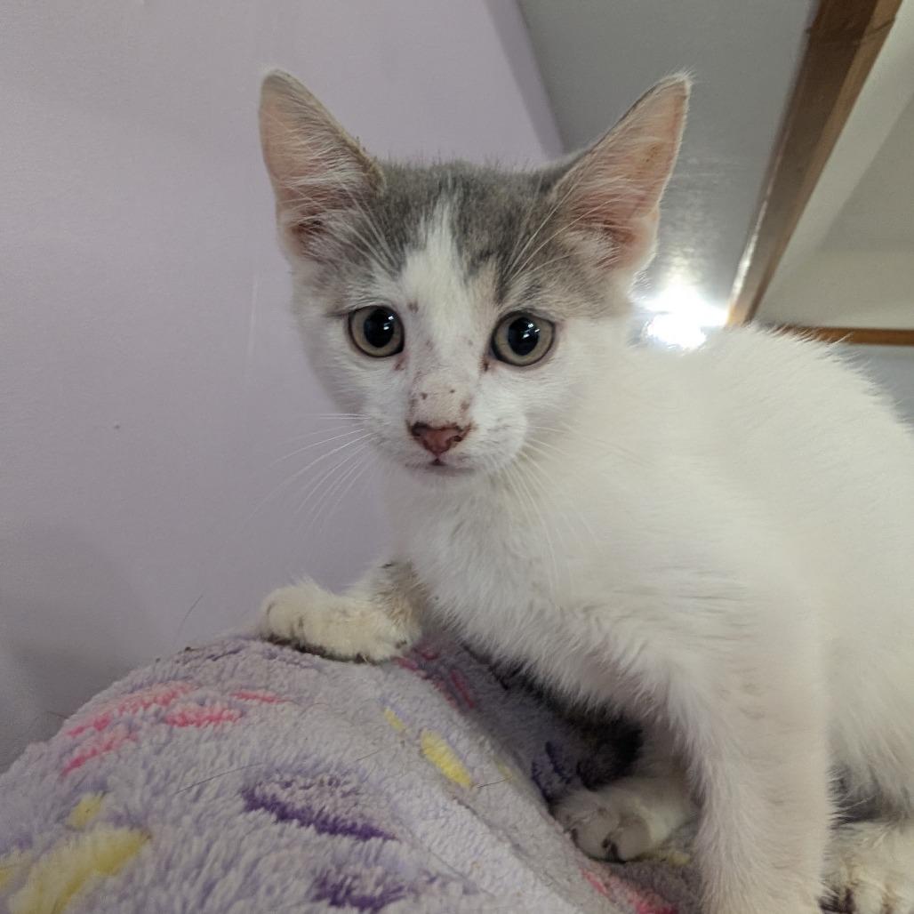 Enlarge Dip Stick, a Adoptable Domestic Short Hair in West Plains, MO image 1/1