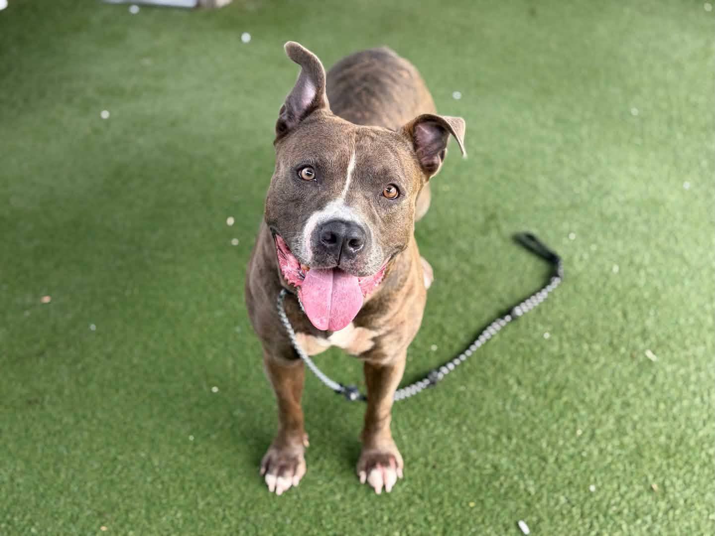 Enlarge Rhys (Reese), a Adoptable Pit Bull Terrier in Whittier, CA image 2/3