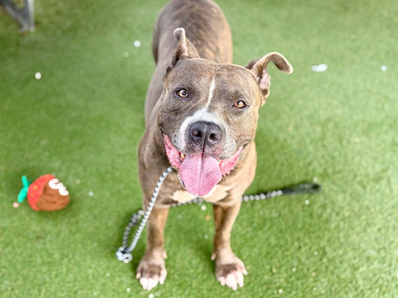 Rhys (Reese), Adoptable, Adult Male Pit Bull Terrier.