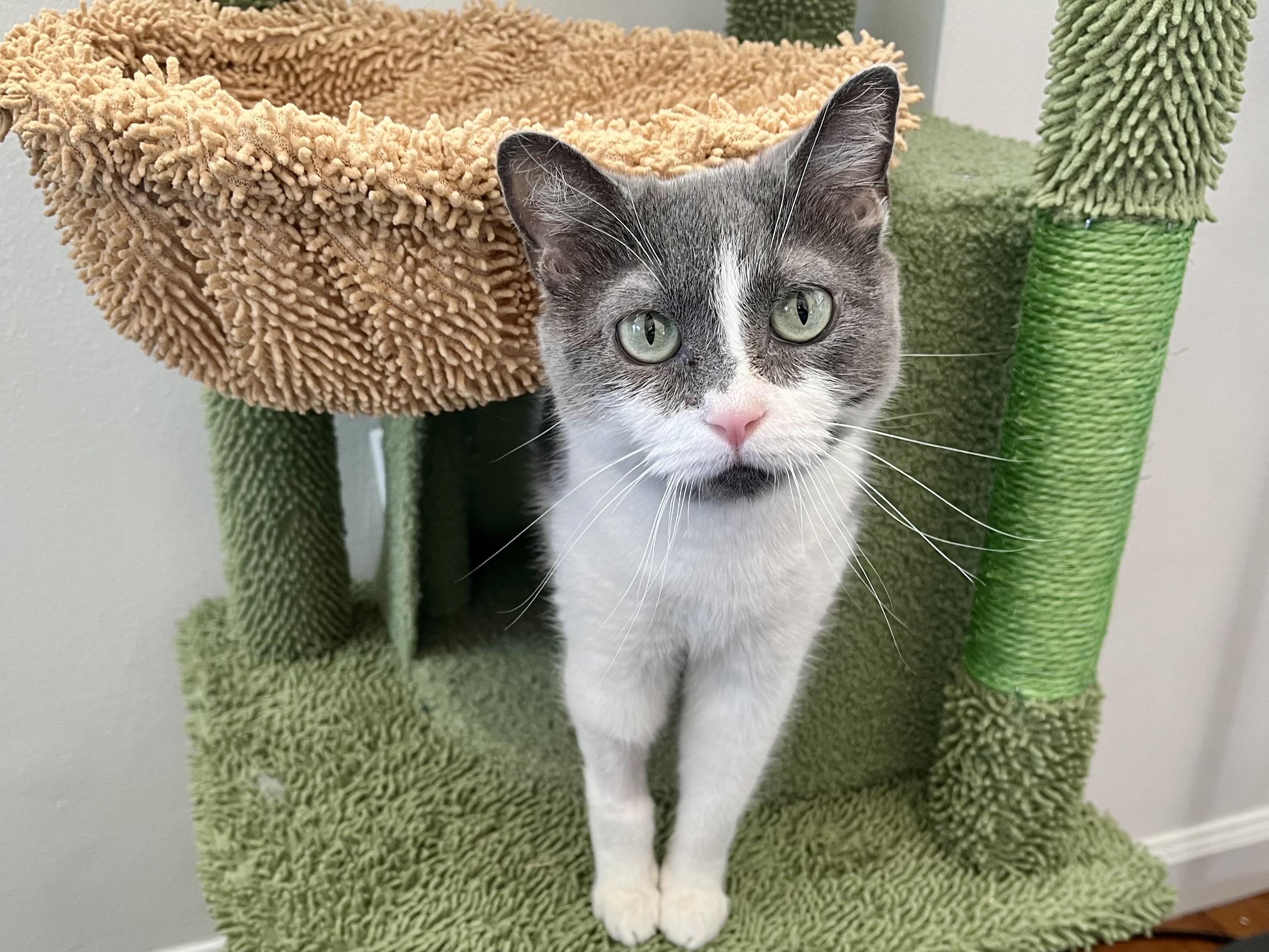 Chiquita Bonita, ADOPTABLE, Young Female Domestic Short Hair.