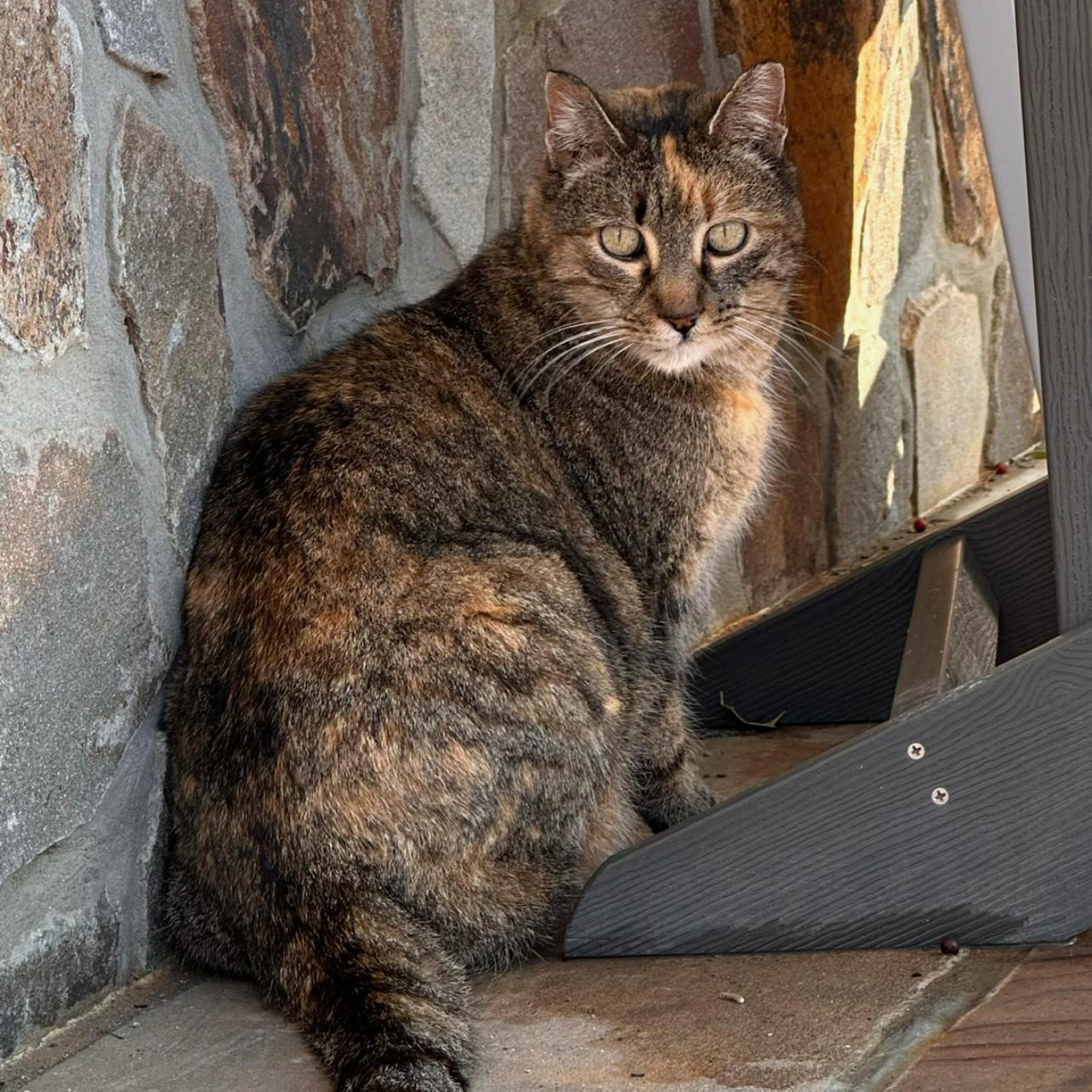 Lala, ADOPTABLE, Adult Female Domestic Short Hair.