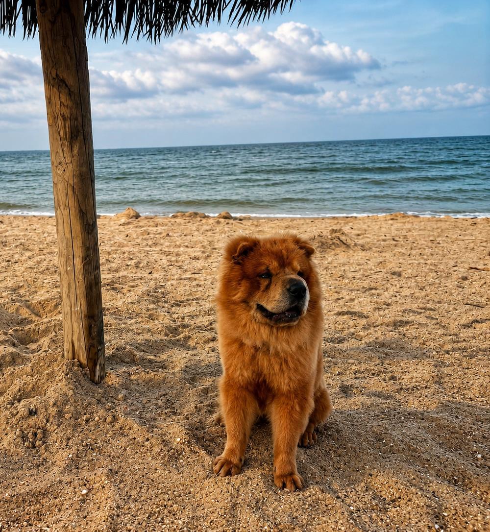 Oso - In Foster, Adoptable, Adult Male Chow Chow.