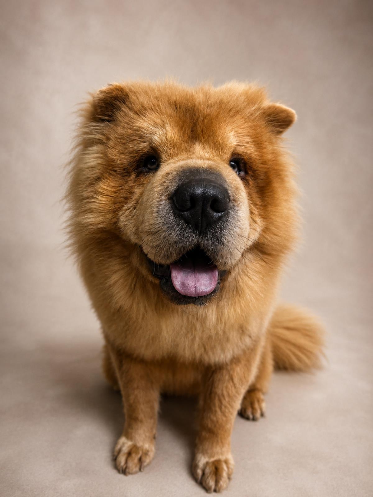 Oso - In Foster, a Adoptable Chow Chow in Rockwall, TX image 2/3