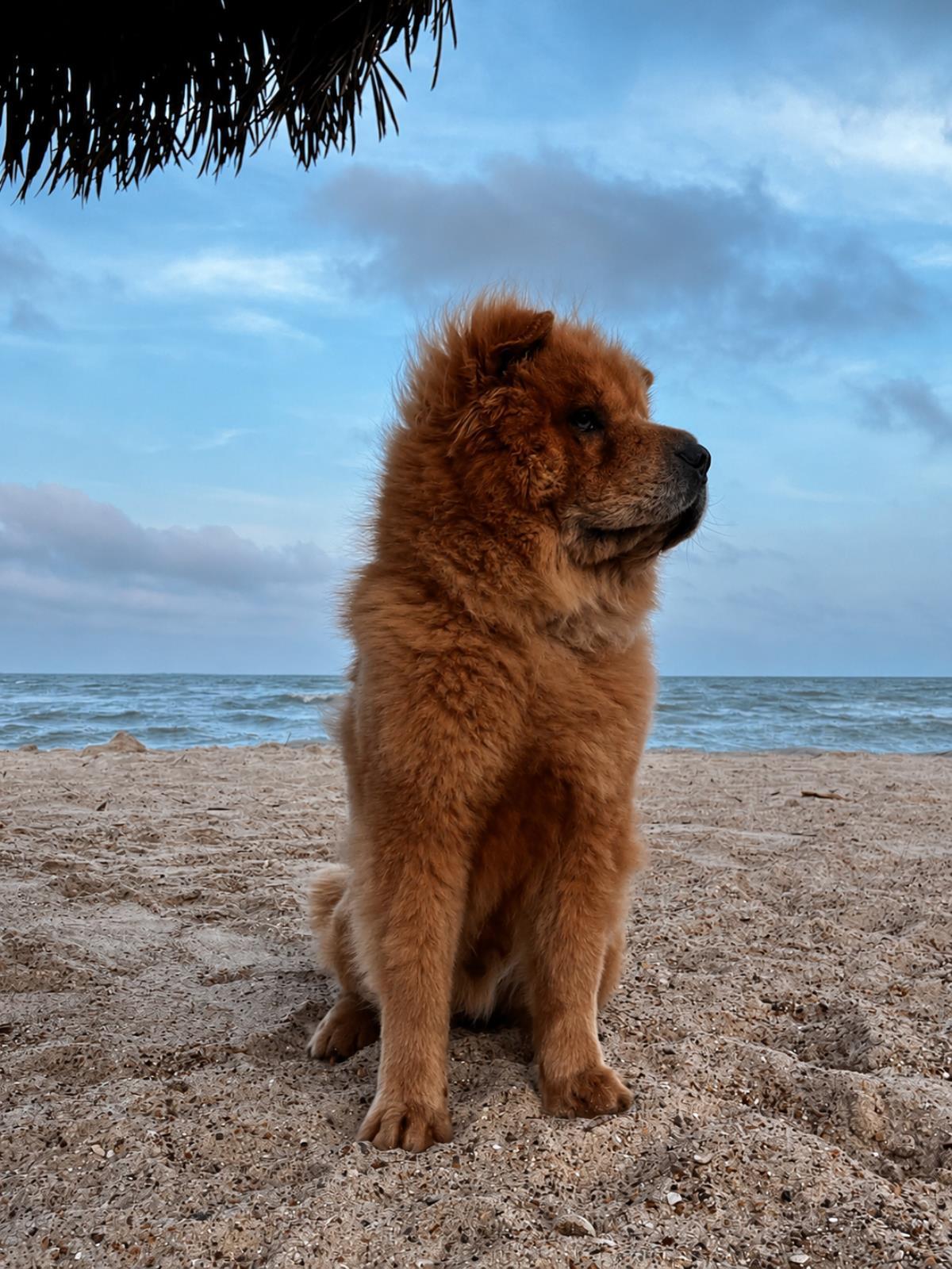 Oso - In Foster, a Adoptable Chow Chow in Rockwall, TX image 3/3