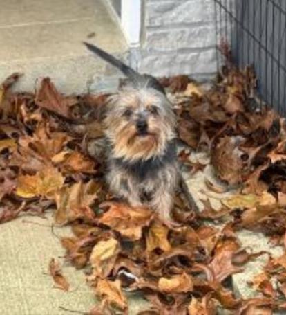 CICI, a Adoptable mixed breed in Carroll, OH image 1/2