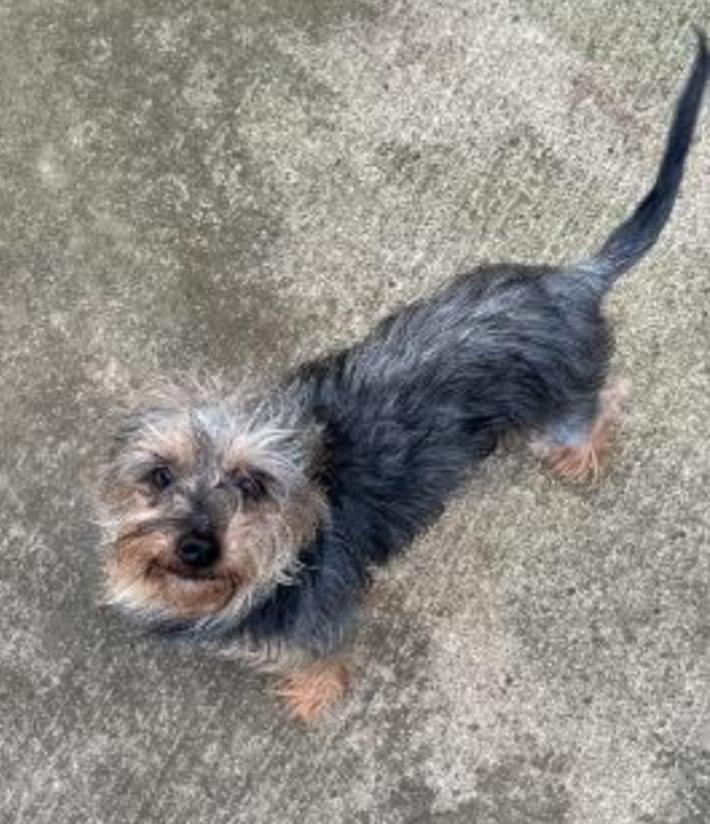 CICI, a Adoptable mixed breed in Carroll, OH image 2/2