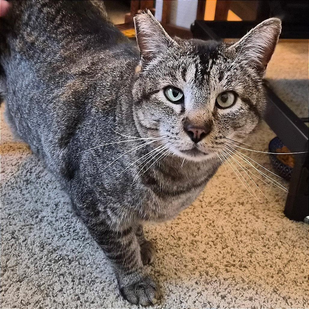 Enlarge Bruno, a Adoptable Domestic Short Hair in Prescott, AZ image 1/5