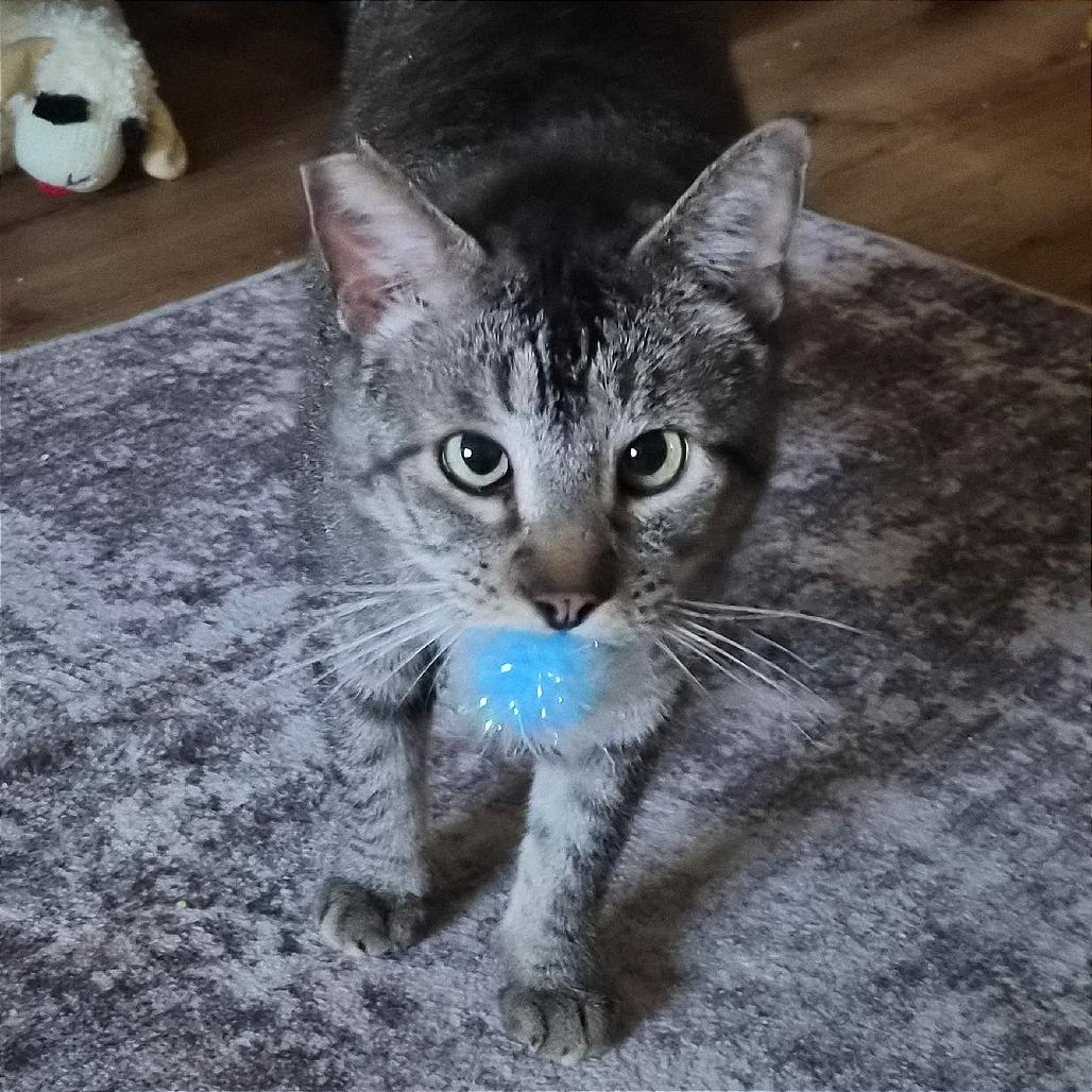 Bruno, a Adoptable Domestic Short Hair in Prescott, AZ image 2/5