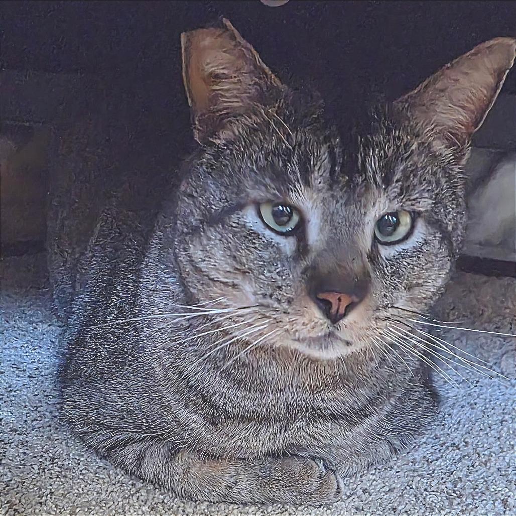 Enlarge Bruno, a Adoptable Domestic Short Hair in Prescott, AZ image 2/5