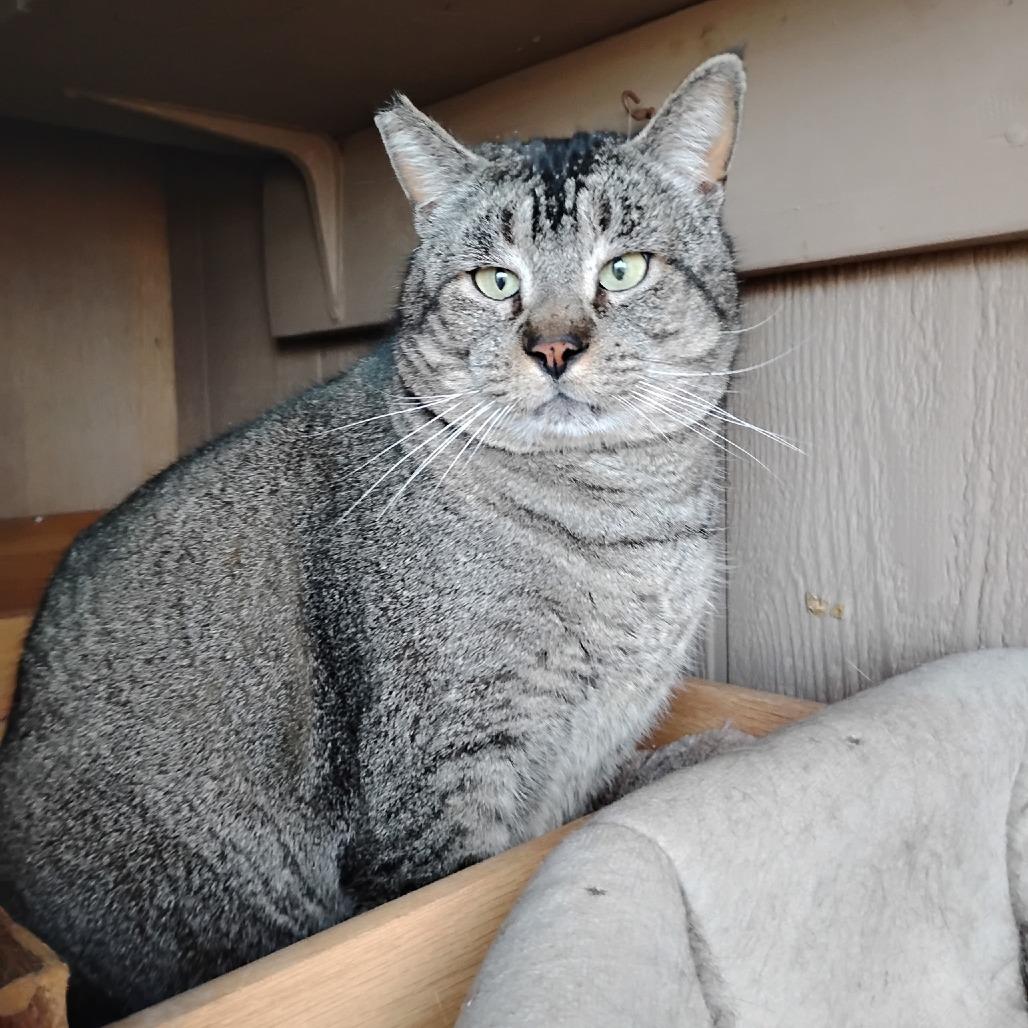 Enlarge Bruno, a Adoptable Domestic Short Hair in Prescott, AZ image 3/5