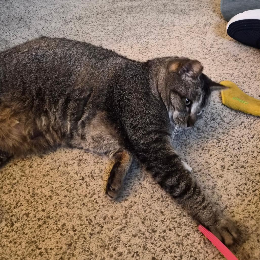 Enlarge Bruno, a Adoptable Domestic Short Hair in Prescott, AZ image 4/5