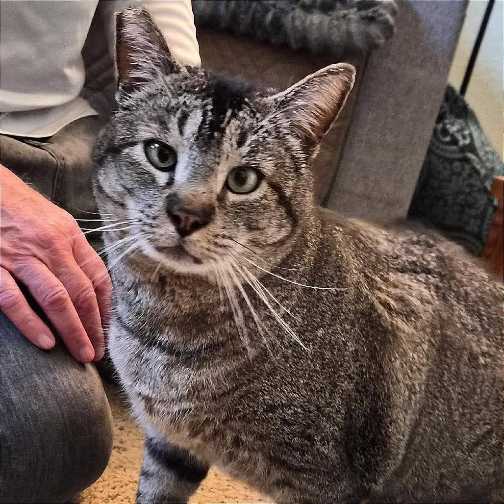 Enlarge Bruno, a Adoptable Domestic Short Hair in Prescott, AZ image 5/5