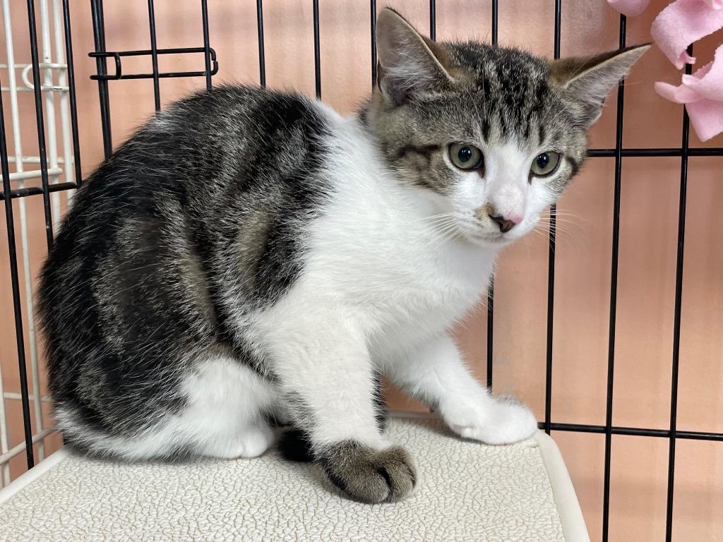 Fraser, Adoptable, Young Male Domestic Medium Hair.