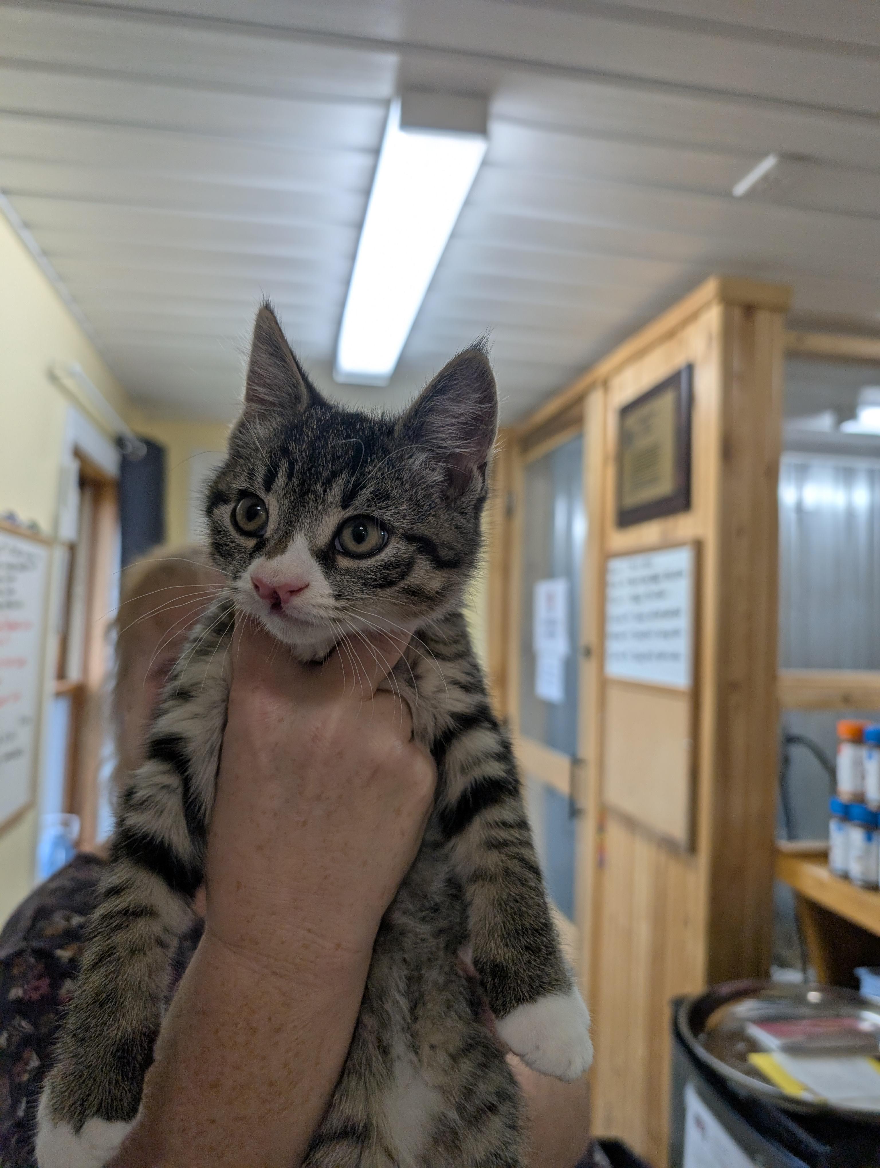 Callum, an adoptable Domestic Short Hair in Arthurette, NB, E7H 4C2 | Photo Image 1